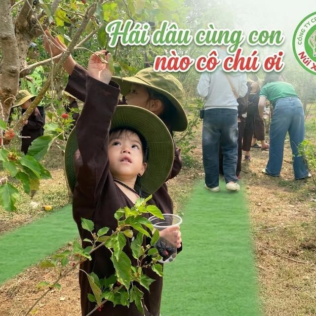 Một ngày thu hoạch rau củ quả tại Farm Núi Xanh Foods