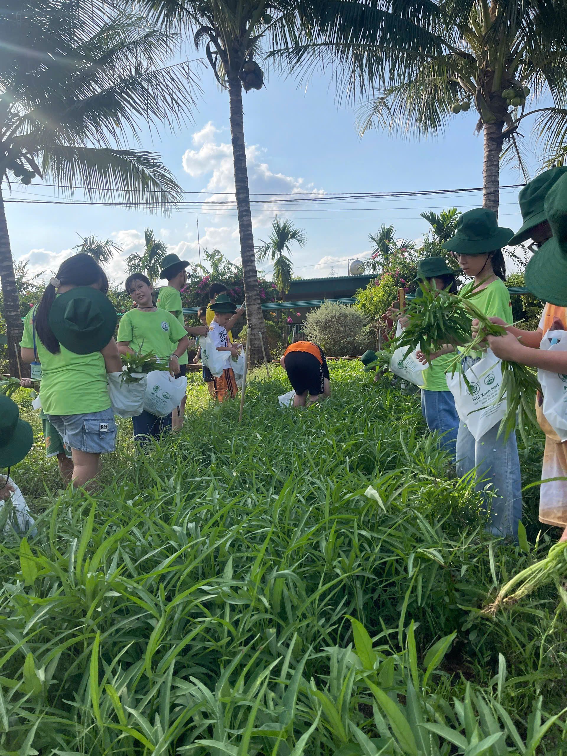 Bé trải nhiệm thu hoạch rau xanh