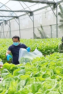 Khách tham quan nông trại