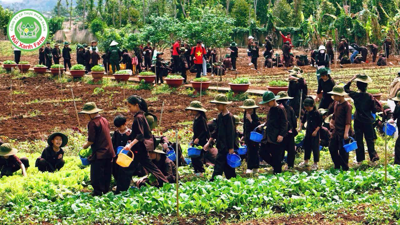 Thu hoạch rau sạch